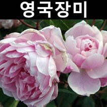 영국장미(모타이머 세클러) 땅+줄장미 포트 1개/나무 묘목/꽃나무/조경용
