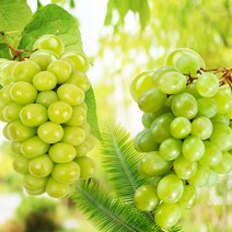 갑봉이네 유명산지 고당도 샤인머스켓 500/1kg/2kg, 샤인머스켓 2kg