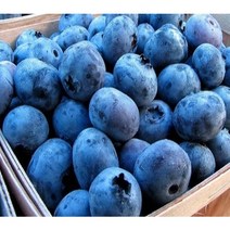 왕블루베리묘목 3년생결실주포트 젤싸다