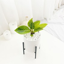 앙플랜트 철제스탠드 화분 공기정화식물 set, 뱅갈고무나무 소품/철제스탠드&화분Set