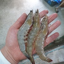 [ 9월 ~ 10월 제철 ] 오후2시까지 당일배송 가격파괴 마진제로 신안 