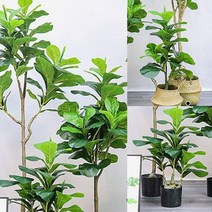 떡갈잎 고무나무 조화(180CM) 소나무조화 예쁜화분