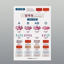 혈액형(챠트)(10매1조) /교구6715