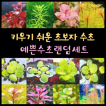 [수초스토어] 예쁜 검역 수초 구피 어항 랜덤 세트 구피 새우 어항 쉬운 은신처 중경 후경 초보 풍성한 흑사 붉은 무이탄 치어 베타 열대어 o, 1. 랜덤수초 5종