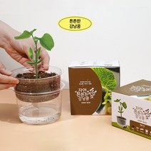 식물기르기 자연애 마이가든 강낭콩 기르기 세트