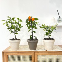 한라봉나무 감귤나무 오렌지레몬나무 묘목 토분 유실수 결실주, 스팡 독일초코 + 토분받침