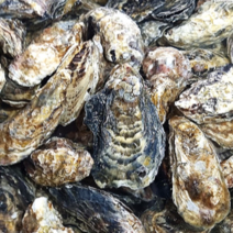 [석화 가리비 하프셀] 통영 세척 석화 굴 구이 찜용 각굴 통굴 5kg 10kg 반각굴 하프셀 횟감 30미 당일 배송, 2-4. 석화 20kg