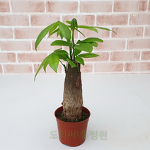 도희씨네 정원>> 일등 공기정화 식물 파키라 소형 079, 1개” class=”wr-img”></a></div>
</p></div>
</p></div>
</p></div>
<div class=