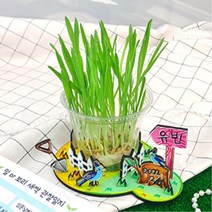 초등 식물 관찰 새싹 밀보리 키트 키우기+관찰일지 5인 어린이집 꾸미기 사회성 끈기, 1개, 1.밀