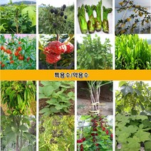 약용수 특용수 묘목 오갈피 꾸지뽕 엄나무 옻나무 오미자 슈퍼블렉베리 구기자 황칠나무 참가죽 참두릅 헛개나무 벌나무 느릅나무 칼슘나무 왕보리수 나무 블랙커런트나무, 3.엄나무 묘목