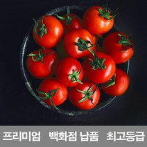 영화청과토마토 추천 TOP 100