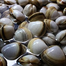 서해 동죽조개 2kg /4kg 바다향 가득한 쫄깃한 식감과 감칠맛 일품 물총조개