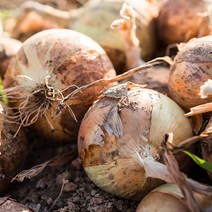 22년 와송품은 무안 햇 양파 3kg 중대, 1박스, 무안양파 3kg