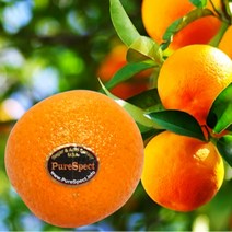 퓨어스펙 블랙라벨 오렌지 특대과 특품 2kg 5kg 10kg, 특사이즈 오렌지 10kg(28~35과)