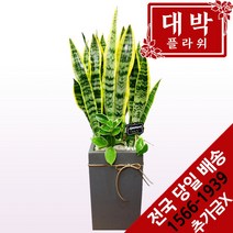 대박플라워 산세베리아 개업화분 집들이 인테리어 공기정화식물 관엽식물 꽃배달, 1개