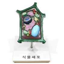 식물 세포 설명 모형, 단품