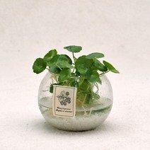 가꾸지오 공기정화식물 먼지제거 천연가습 수경식물 물방울글라스 수경재배, 물방울글라스-워터코인