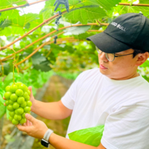 [당도 보장] 프리미엄 샤인머스켓 추석선물세트 특품 등급, 특품 1.2kg (1~2수)