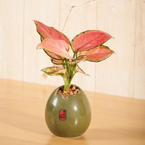 수경재배 실내화초 실내공기정화 수생식물 미니화분, 지리홍 계란화분, 1개
