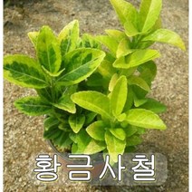황금사철나무 키50~60cm 2그루