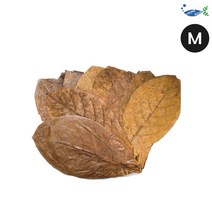 영아쿠아 탄토라 알몬드 잎 M 10장 13~18CM