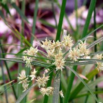 식물 모종/시페루스 10cm포트 /3개 Y467