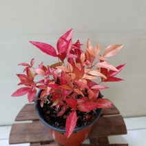 [성심] 남천(소-야생화)3.9