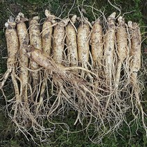 금산수삼시장 인삼꿀절임용 원수삼 중 750g, (세척인삼)원수삼중1채