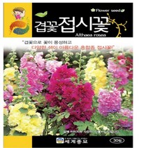 겹꽃접시꽃 씨앗 꽃씨종자(10립) MK232