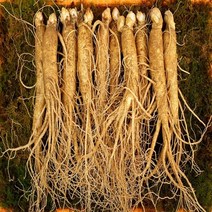 풍기인삼청년 5년근 6년근 수삼 500g 무료세척 고급종이포장, 1개, [세척안함](대)5~7뿌리 500g
