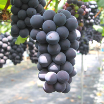 [더스위티] 거봉포도 프리미엄 고당도 경북 포도, 1개, [더스위티] 포도500g