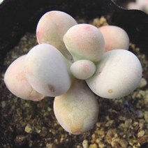 러브코리아 아메치스 키우기 쉬운 실내 거실 다육 식물 화분 랜덤발송, 단품