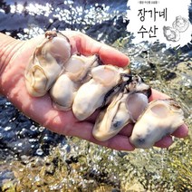 햇굴출시]통영 산지직송 최상급 통영 햇 생굴1kg/제철 깐굴1kg/햇굴 석화 각굴/(평일오후2시이전까지 당일발송)