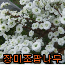 장미조팝나무 추천 인기 TOP 판매 순위