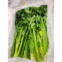 국내산 샐러리 5Kg/3kg/2kg Celery 녹즙용 주스용 쥬스용 요리용 싱싱한 셀러리 celery 대용량 녹즙재료 생샐러리 통샐러리 5k, 1kg, 1개