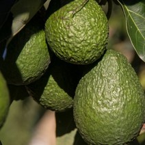 고씨네 특급 아보카토1.5KG 아보카도오일 아보카도, 생아보카도700G