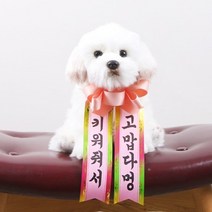 갓샵 인간화환 당일발송ver 강아지형 소형 [졸업 결혼식 생일], 상세설명 참조, 소형/3. 졸업축하해 꽃길만걷자