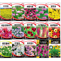 세계 꽃씨 노지월동 식물 야생화 허브 봄 여름 가을 제충국 디기탈리스 새싹 알리섬 꽃씨앗, 히솝