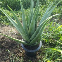 알로에베라 생 알로에 화분 알로에 화분용 알로에 (8~10kg 무게입니다. 화분 및 흙 미포함)