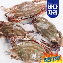 산지직송 서해안 가을 제철 생물 햇꽃게 빙장포장, 생물 햇꽃게 1kg (3~5미 내외)