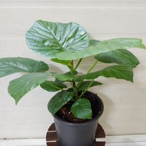 [성심] 움베르타(성장점 살아 있음)