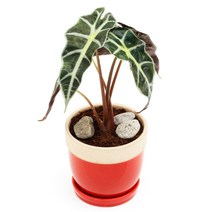 아침향기 공기정화식물 도토리화분 40종, 거북알로카시아, 도토리 그레이