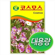 대용량 코스모스 씨앗 500g