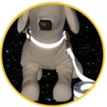 에씨클레오 강력하게 외부의 빛반사 X밴드 밤길도 안전한 가슴줄세트 핑크 E-1350859, 1세트-M