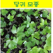 쌈채소 모종/ 당귀 모종/ 10개 MJ05