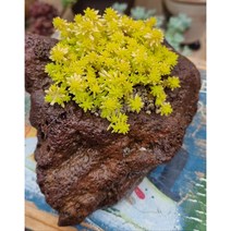 키우기 쉬운 황금세덤 다육, 1개