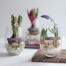 수경재배 구근식물 히야신스 무스카리 키우기, 1.히야신스 랜덤발송(화이트/핑크)