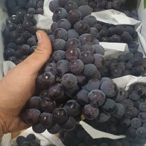 가람상점 씨없는포도 샤인머스켓 애플 청포도 블랙사파이어 크림슨적포도 1kg 2kg 3kg 4kg, 1개, 국산 씨있는 캠밸포도2kg