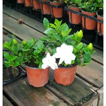 행복한꽃순이//꽃치자(10cm분), 10개