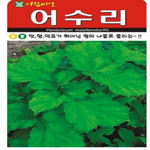 약초 씨앗 어수리 50립